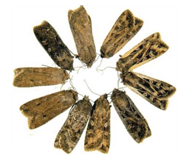 army cutworm moth