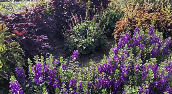 Trial Flowers in the Giving Garden